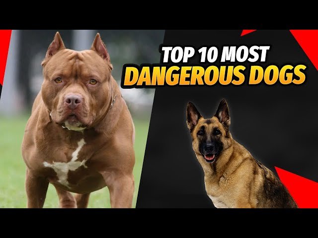 7 World's Biggest and Dangerous Dog for human