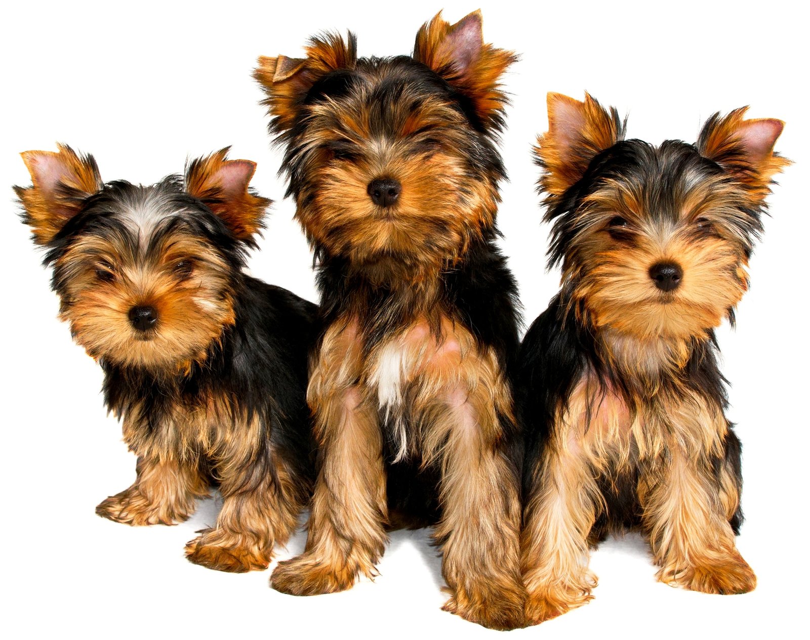 6 Irresistibly Cute Types of Yorkshire Terriers
