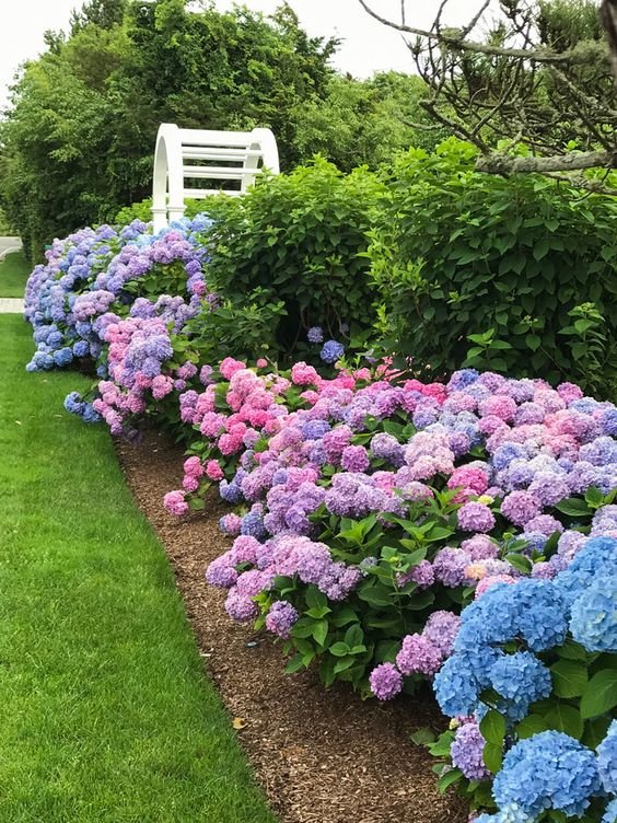 5 Tips for Growing Hydrangeas Confidently