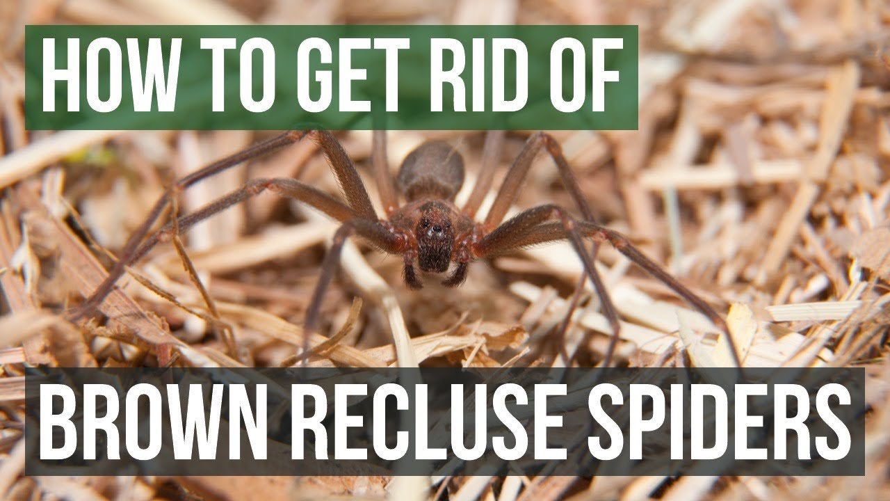 Cleaning Tip That Will Prevent Brown Recluse Spiders From Invading Your Home