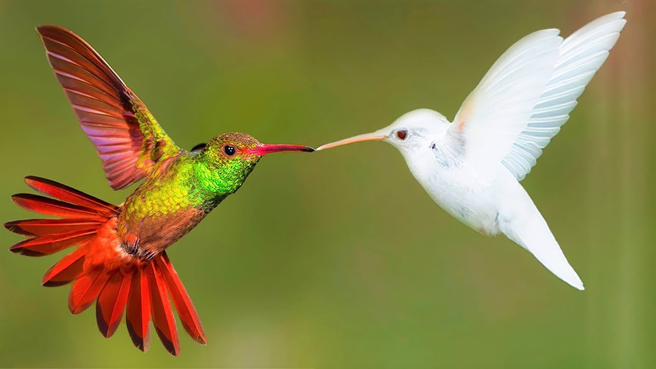 The Hummingbird Migration Is Underway: Here's What You Can Do to Attract Them