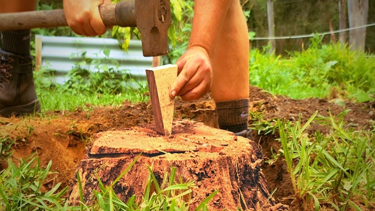 How to Remove a Tree Stump Without Hiring Professionals