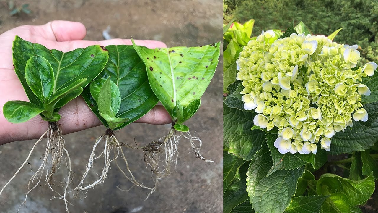 How to Grow Hydrangeas from Cuttings