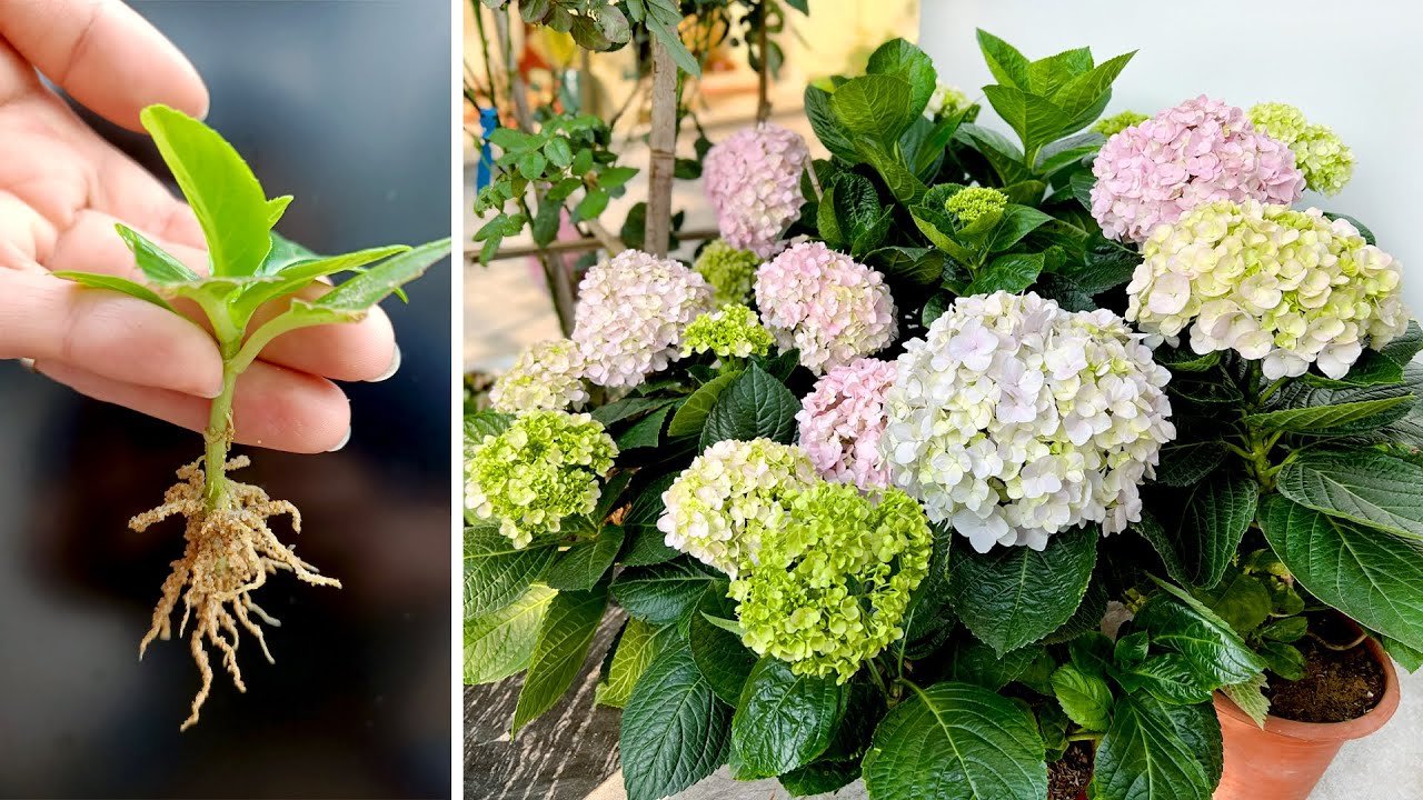 Hydrangea Plants Grow the Best Flowers with Intense Color Using 3 Kitchen Scraps