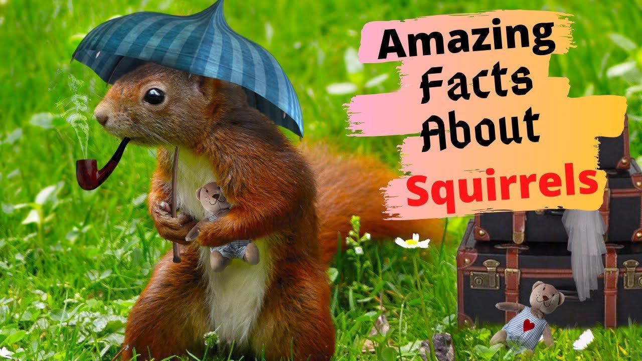 9 Fascinating Facts About Squirrels